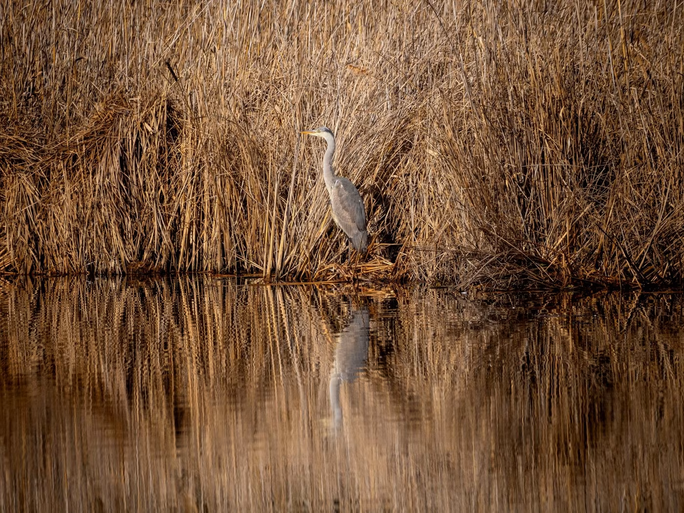 Birdwatching in Campania: oasi WWF e zone umide