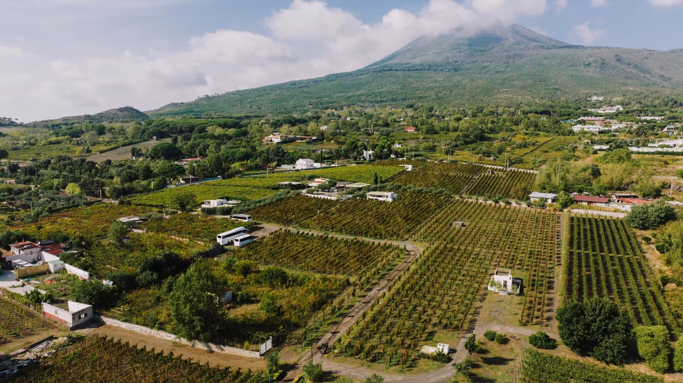 Gli oli DOP della Campania: l'elenco completo