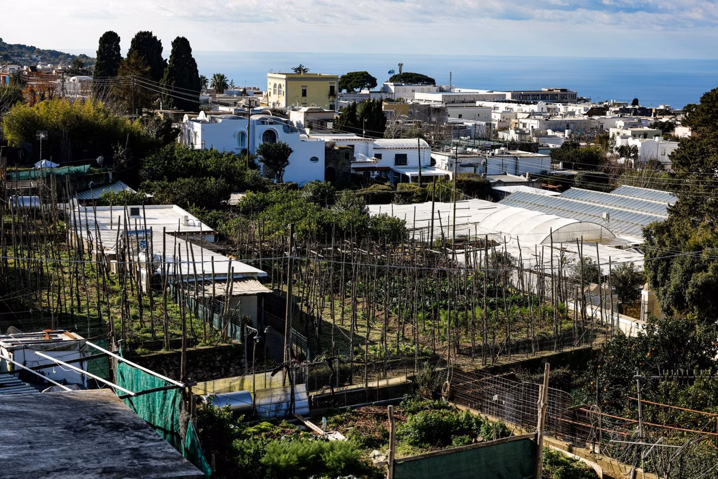 I friarielli: cosa sono davvero dal punto di vista botanico