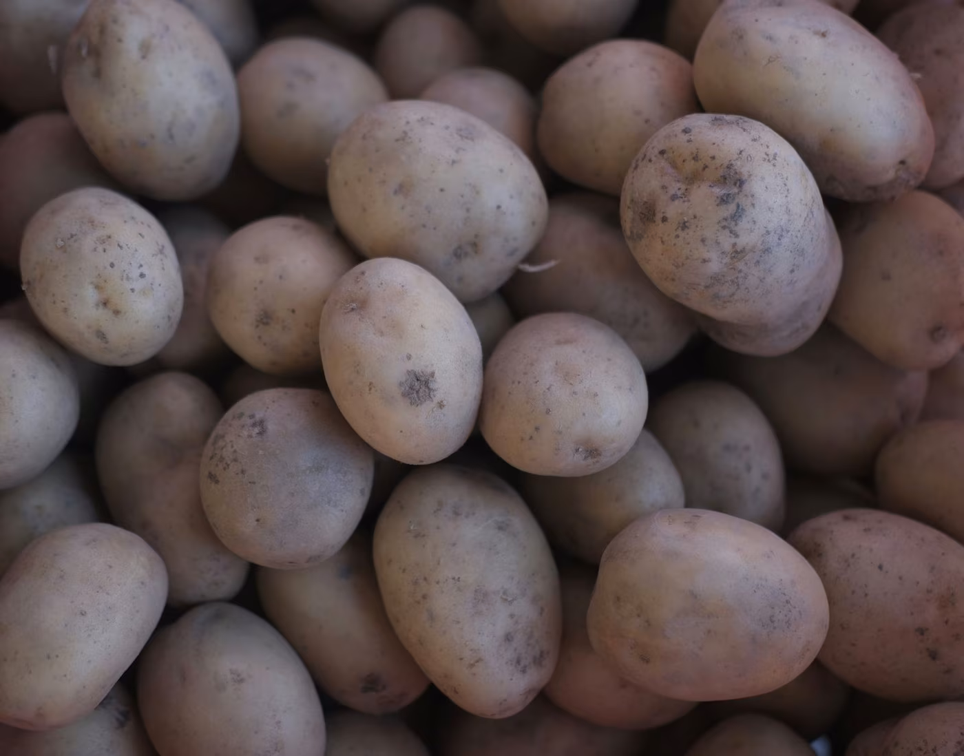 Le patate campane e la patata di Montoro