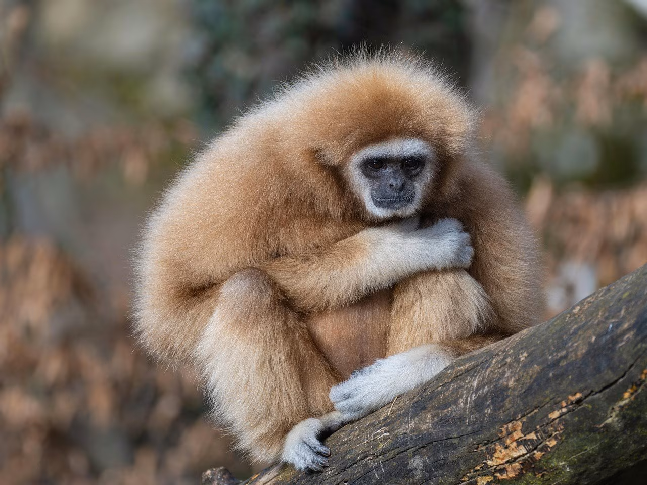 Lo zoo di Napoli e le fattorie didattiche