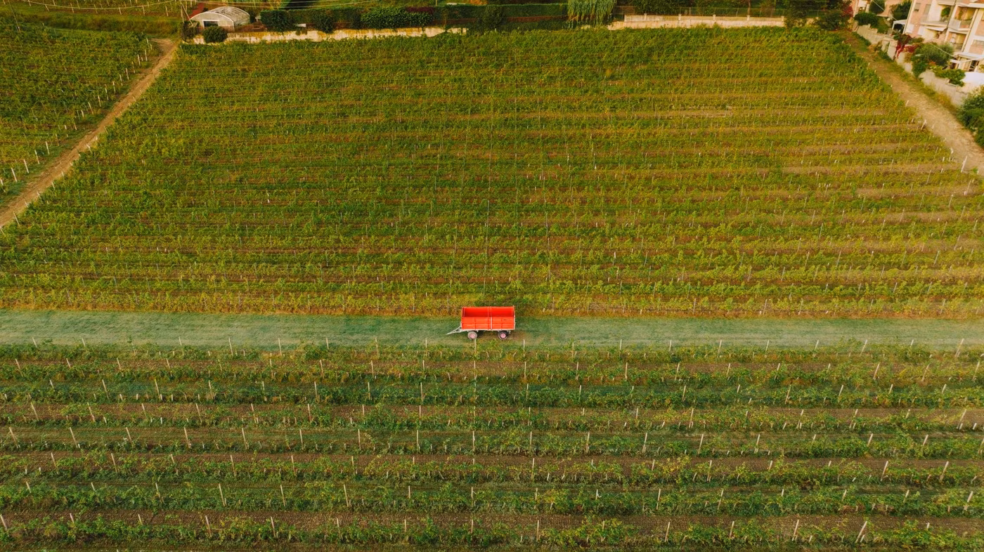 Vendemmia in Campania: quando e dove partecipare